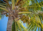 Delicious Coconut Milk Starts with Ethical Coconuts